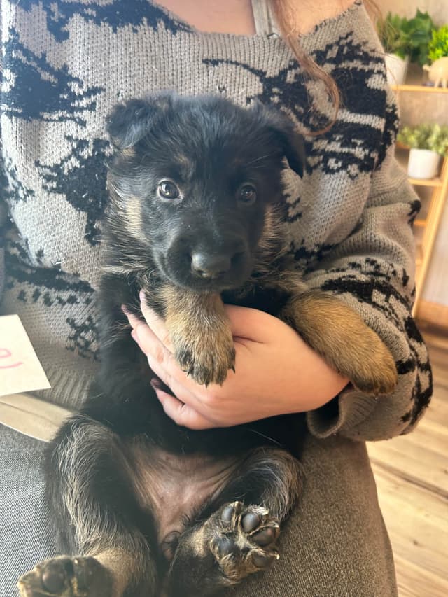 Champion bloodline  German shepherd puppies media 8