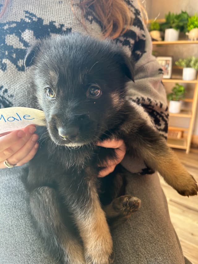 Champion bloodline  German shepherd puppies media 6
