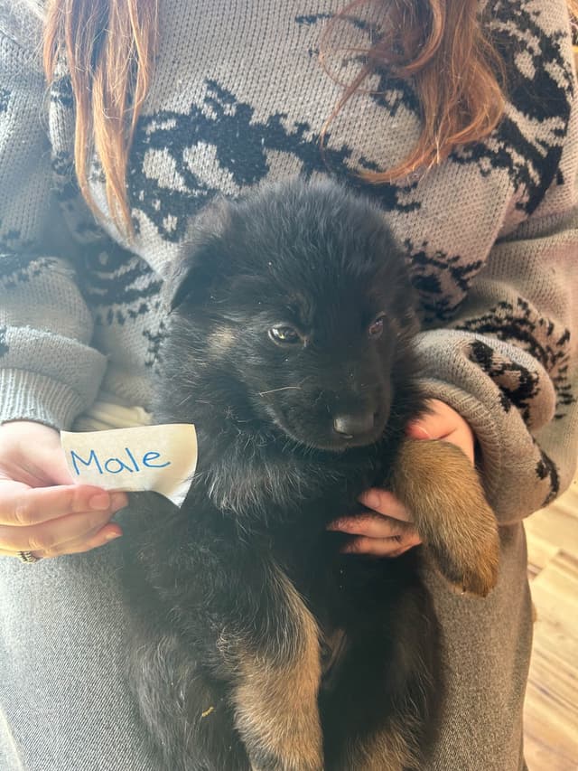 Champion bloodline  German shepherd puppies media 9