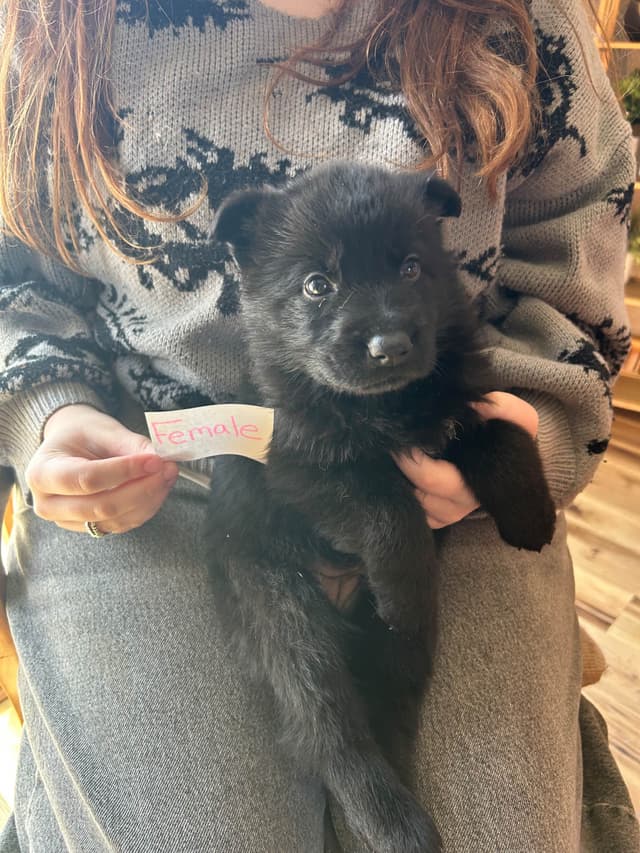 Champion bloodline  German shepherd puppies media 10