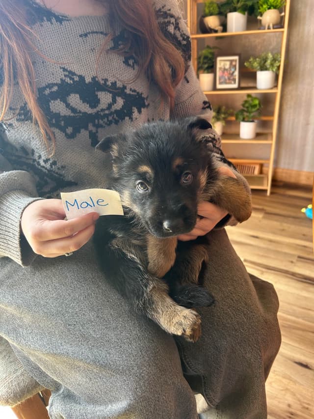 Champion bloodline  German shepherd puppies media 11