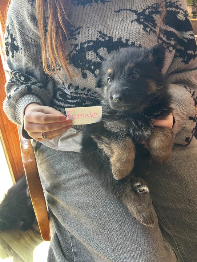 Champion bloodline  German shepherd puppies media 12