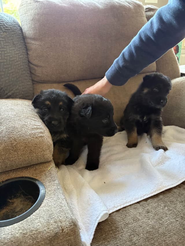 Champion bloodline  German shepherd puppies media 13