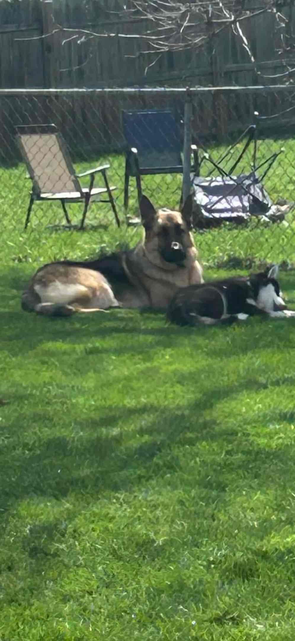 Champion bloodline German shepherd puppies breeder image 2