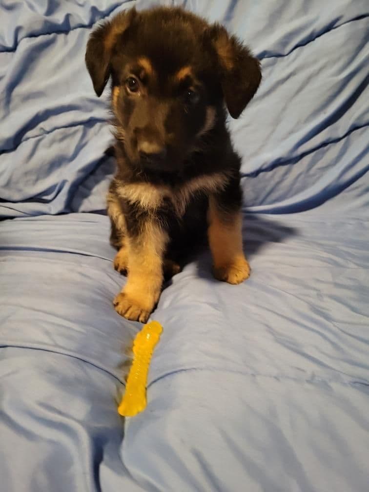Champion bloodline German shepherd puppies breeder image 3