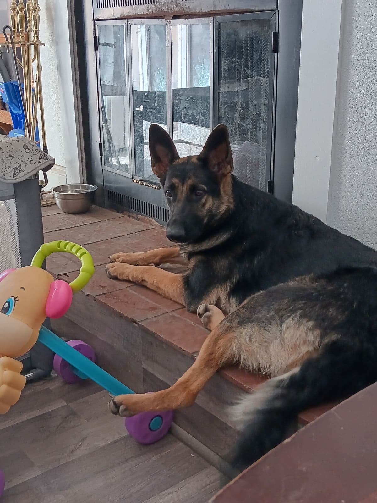 Champion bloodline German shepherd puppies breeder image 4