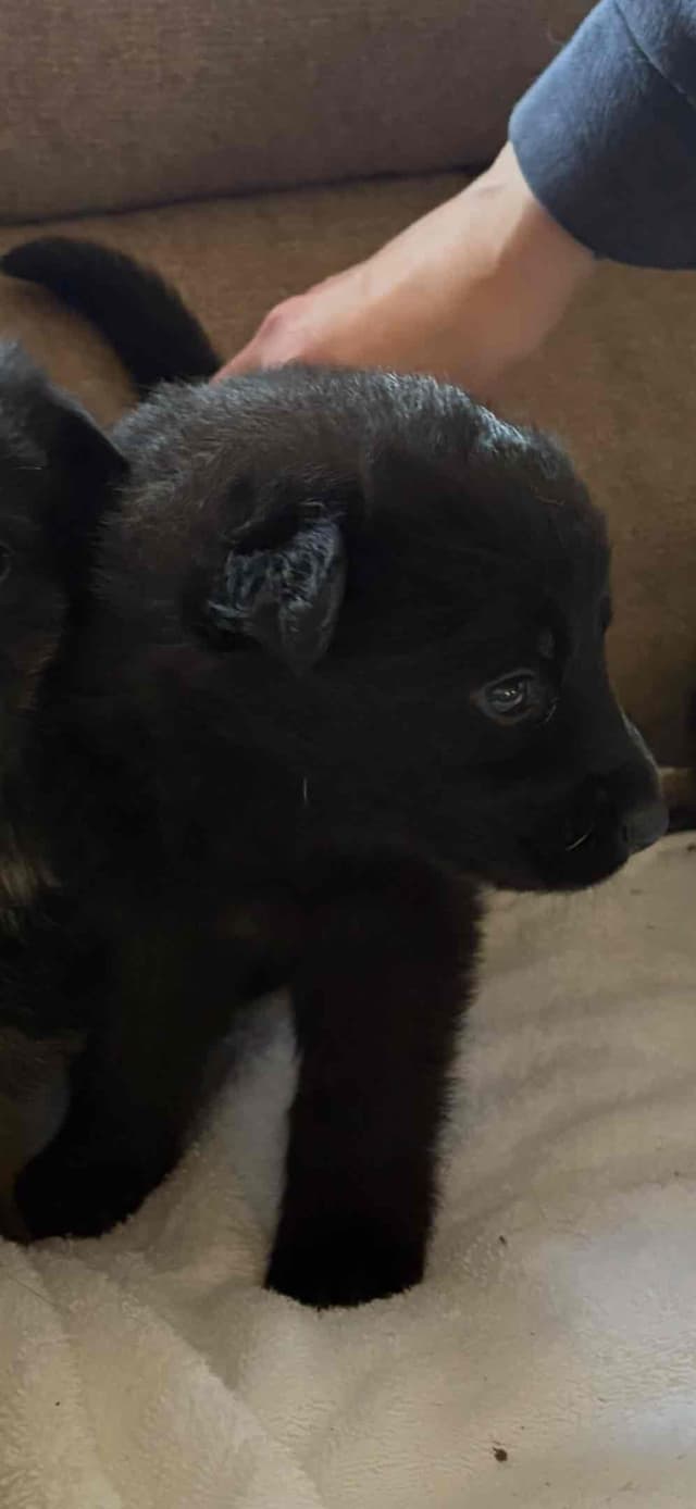 Champion bloodline  German shepherd puppies media 14