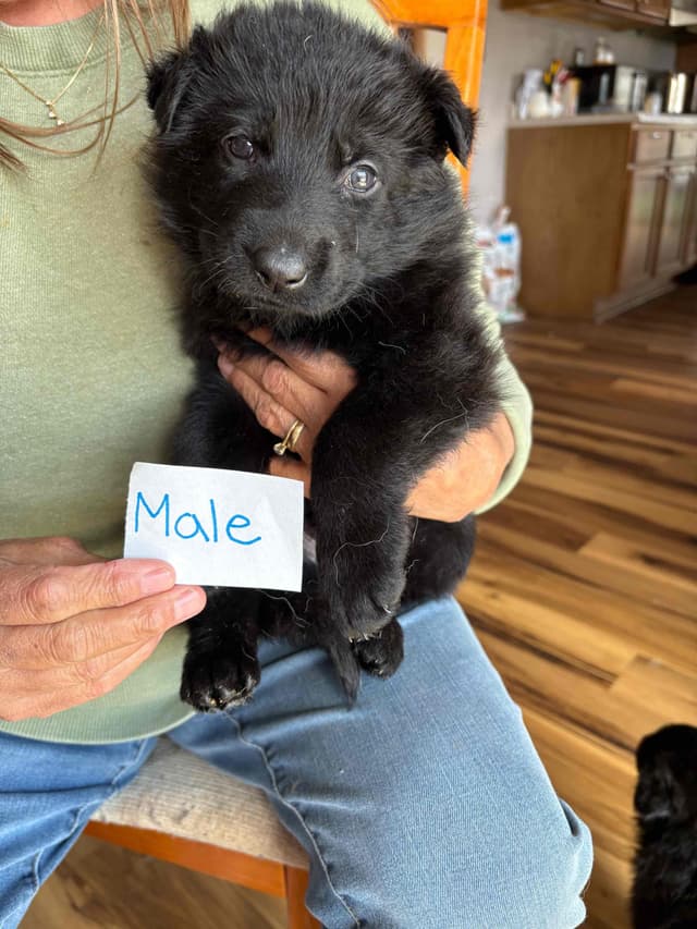 Champion bloodline  German shepherd puppies media 5
