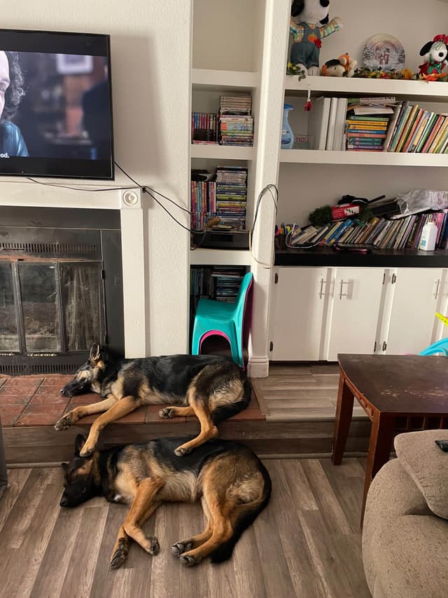 Champion bloodline  German shepherd puppies media 16