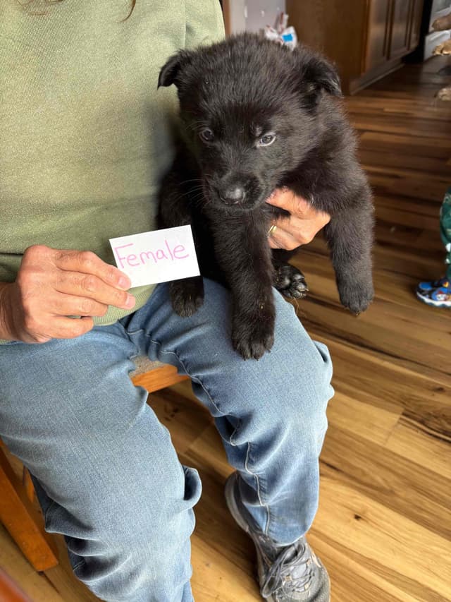 Champion bloodline  German shepherd puppies media 17