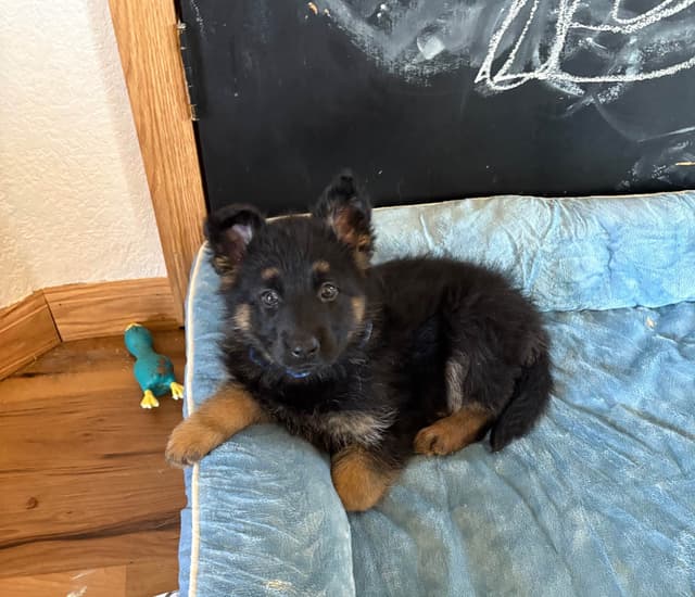 Champion bloodline  German shepherd puppies media 2