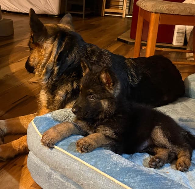 Champion bloodline  German shepherd puppies media 3