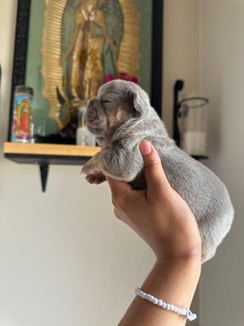 Lilac & Tan Female French Bulldog Puppies breeder image 5