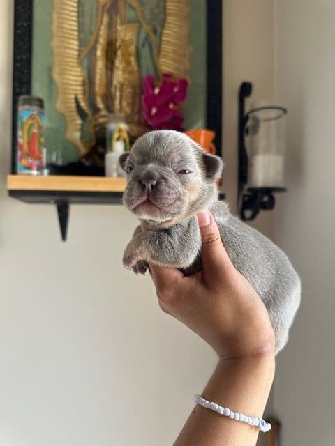 Lilac & Tan Female French Bulldog Puppies media 2