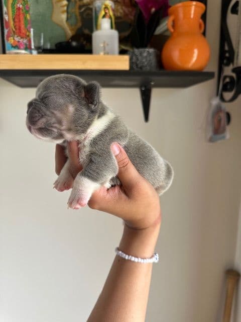 Lilac & Tan Female French Bulldog Puppies media 3