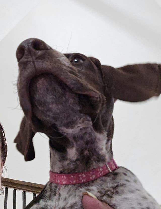 German Shorthaired Pointer Puppy (Now a Big Girl of 4 months!) media 4