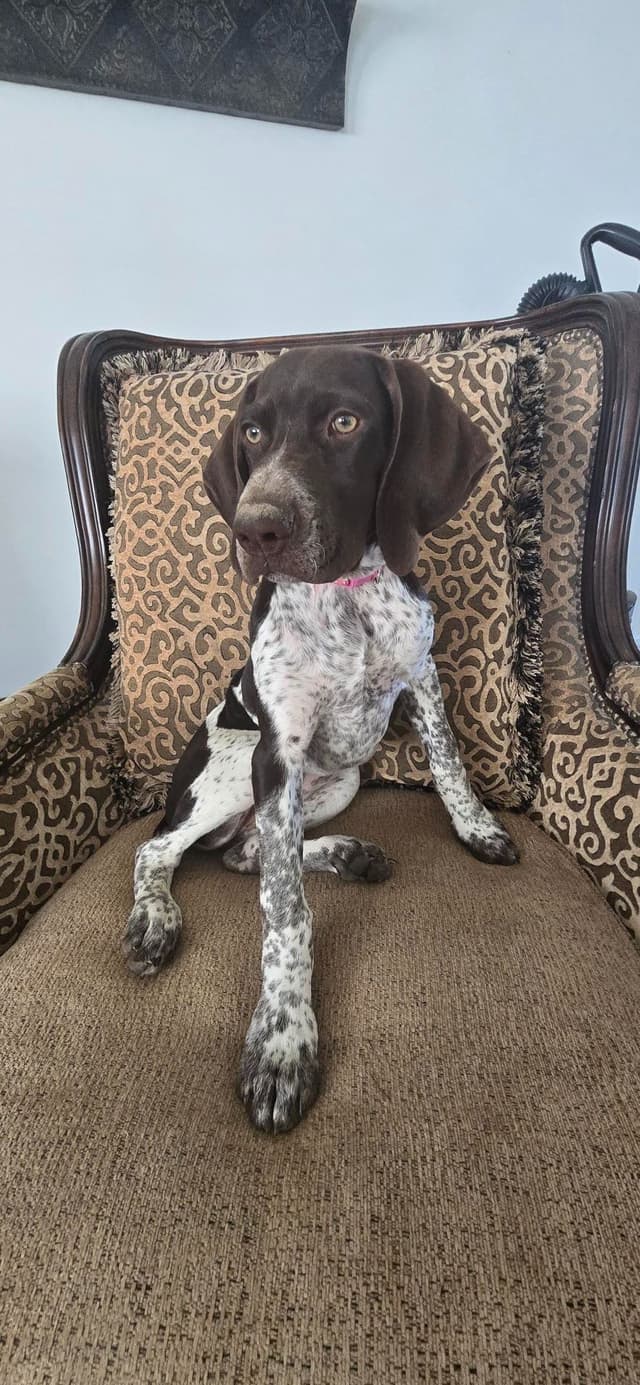 German Shorthaired Pointer Puppy (Now a Big Girl of 4 months!) media 3