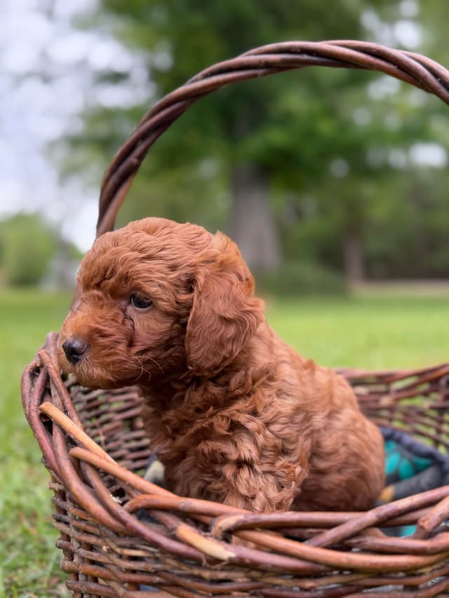 Poodle Puppies media 2