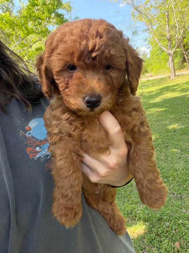 Poodle Puppies media 4