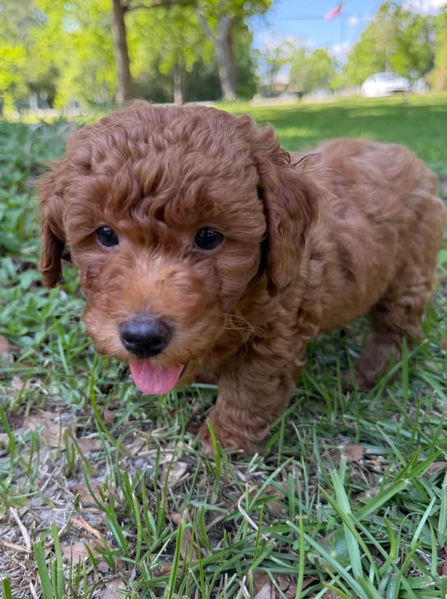 Poodle Puppies media 5