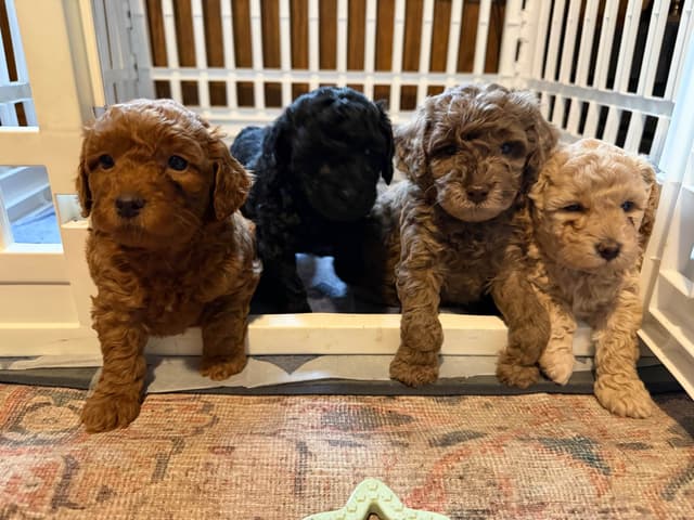 Poodle Puppies media 6
