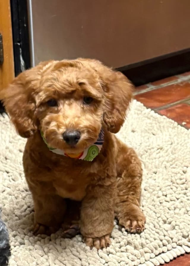 Poodle Puppies media 7