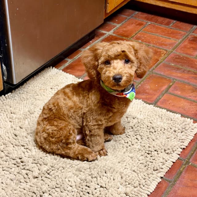 Poodle Puppies media 8