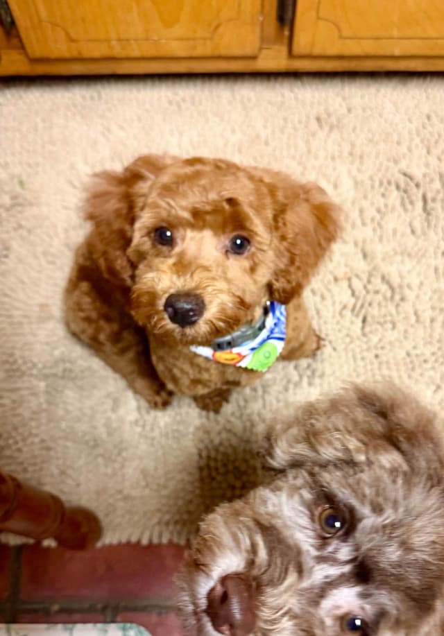 Poodle Puppies media 9