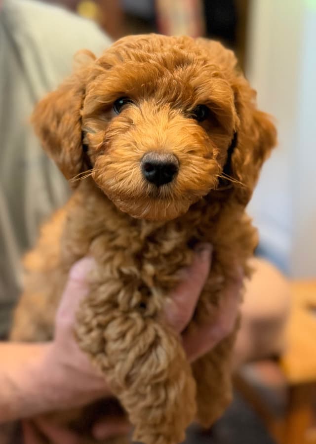 Poodle Puppies media 10