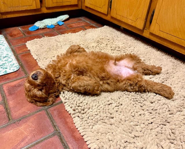 Poodle Puppies media 11