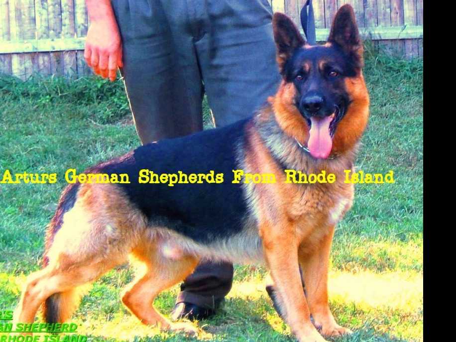 German Shepherd Dog Puppies breeder image 1
