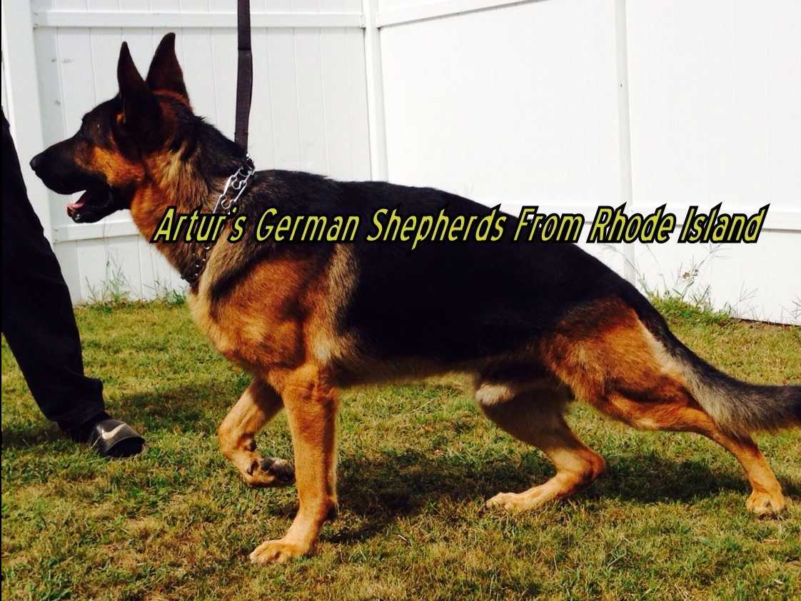 German Shepherd Dog Puppies breeder image 2