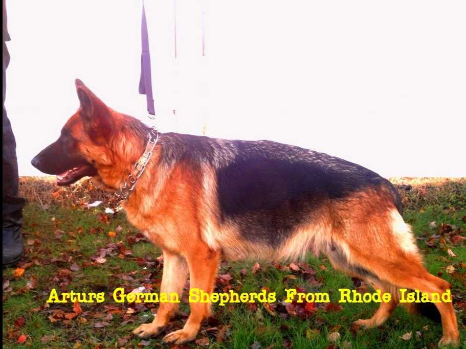 German Shepherd Dog Puppies breeder image 3