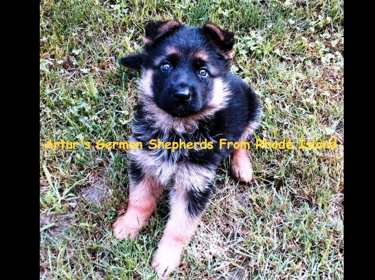 German Shepherd Dog Puppies breeder image 5