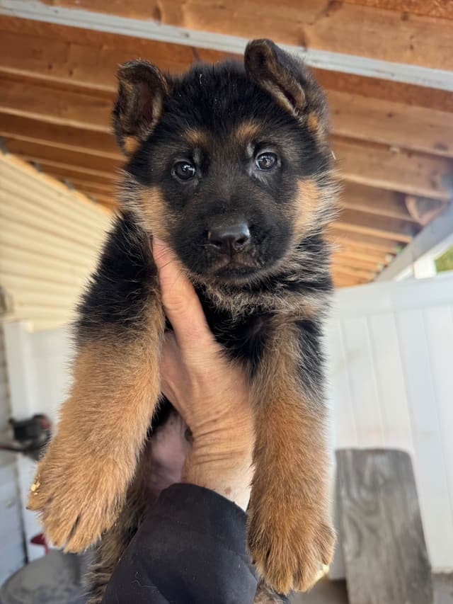 German Shepherd Dog Puppies media 2