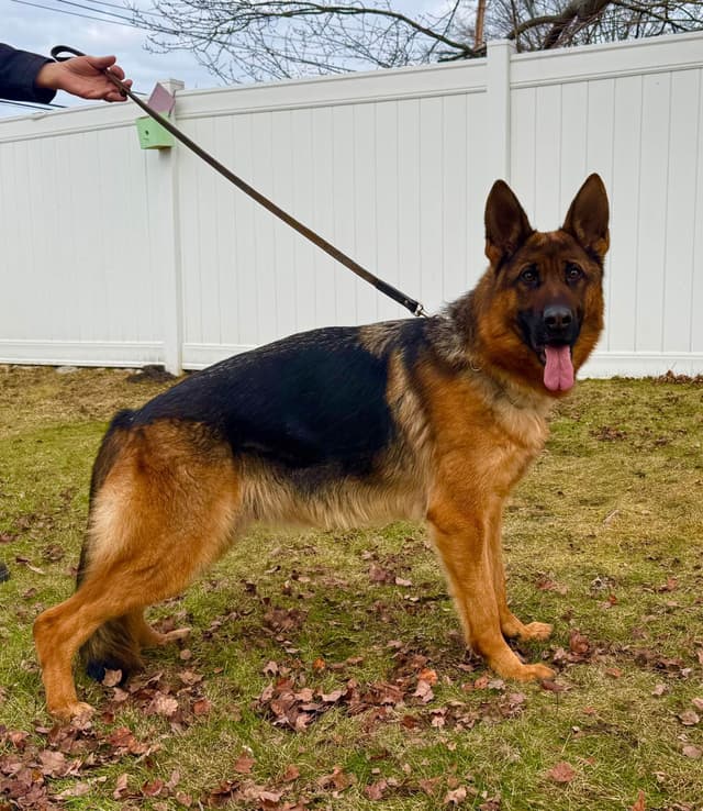 German Shepherd Dog Puppies media 3