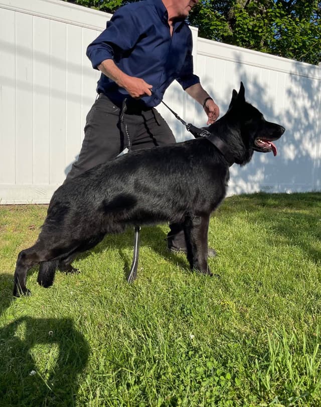 German Shepherd Dog Puppies media 4