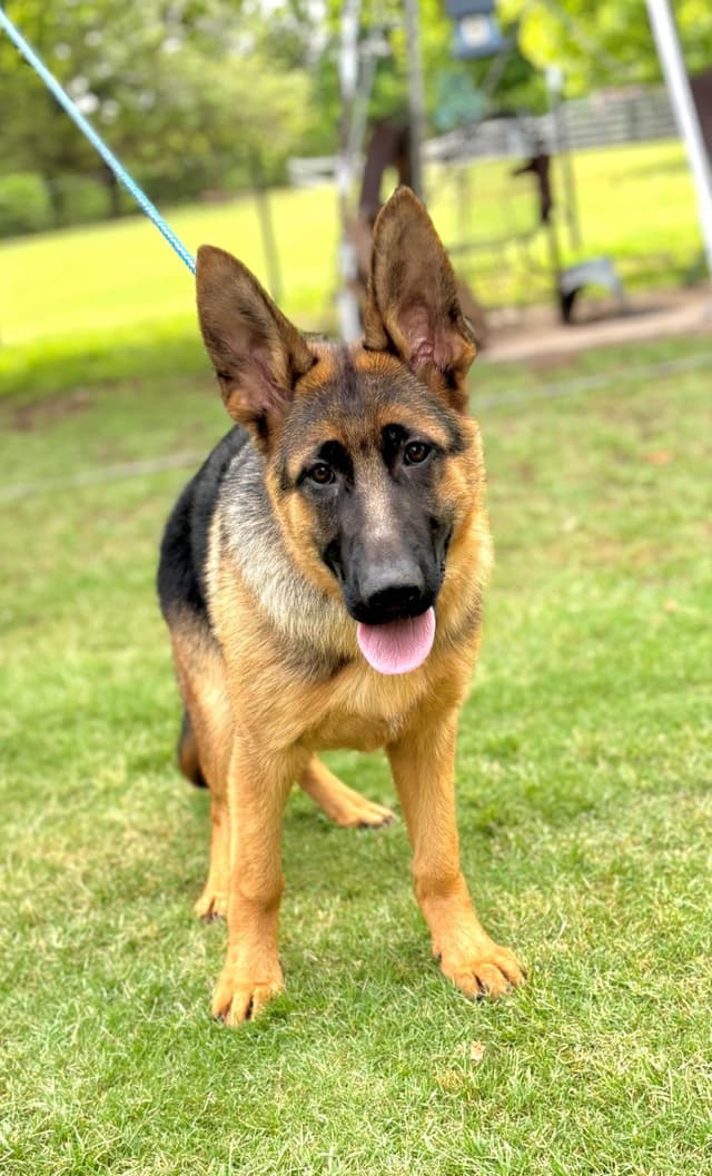 German Shepherd Dog Puppies media 6