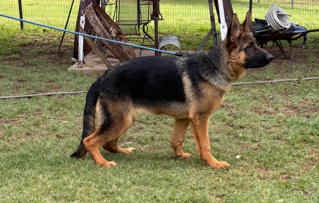 German Shepherd Dog Puppies media 8