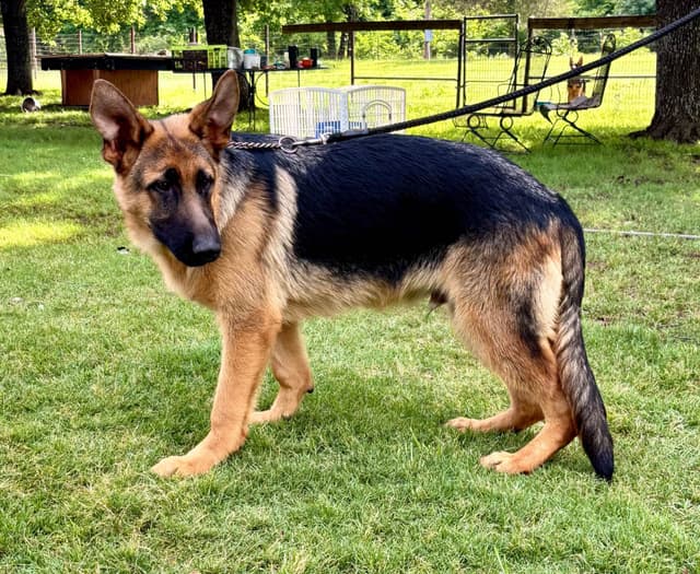 German Shepherd Dog Puppies media 2