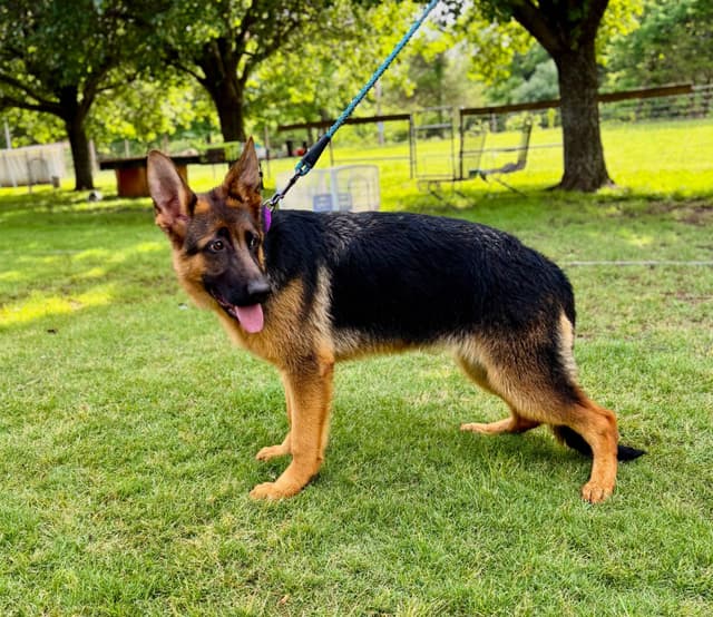 German Shepherd Dog Puppies media 10