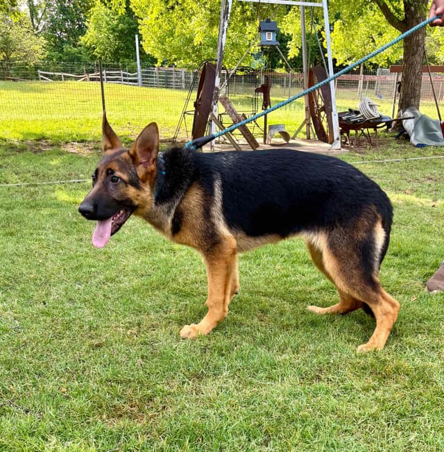 German Shepherd Dog Puppies media 13