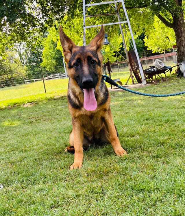 German Shepherd Dog Puppies media 14
