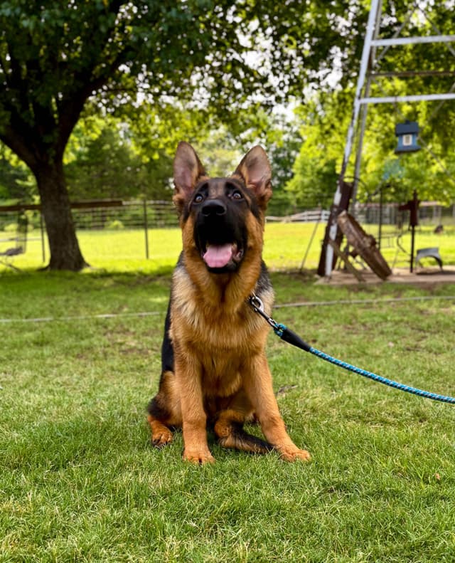 German Shepherd Dog Puppies media 11