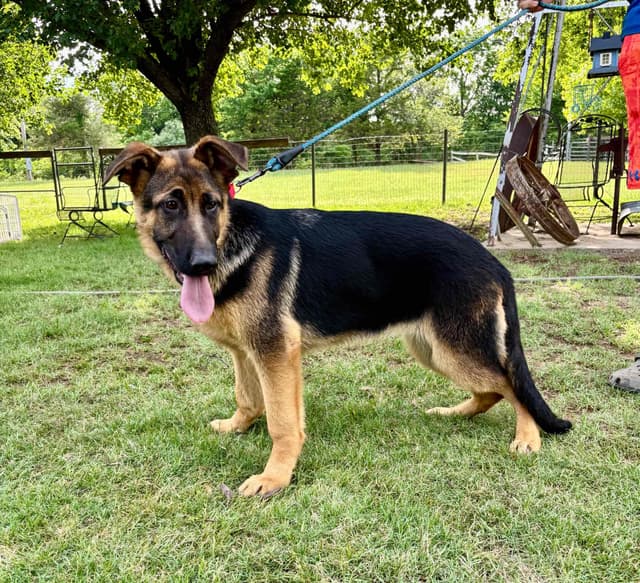 German Shepherd Dog Puppies media 16