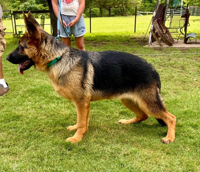 German Shepherd Dog Puppies media 9