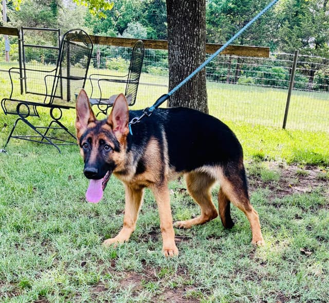 German Shepherd Dog Puppies media 15