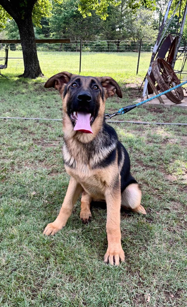 German Shepherd Dog Puppies media 17