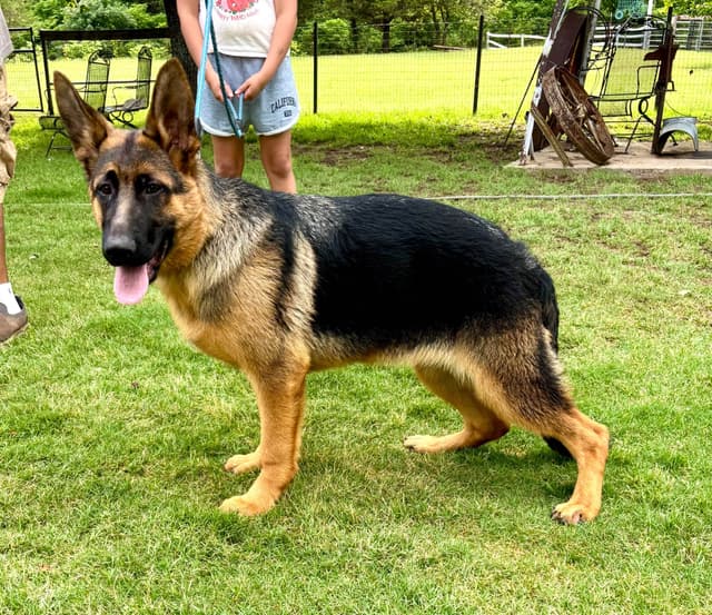 German Shepherd Dog Puppies media 5