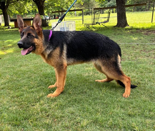 German Shepherd Dog Puppies media 12